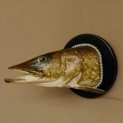 Hechtkopf Kopfpräparat Kopf Raubfisch Fisch offene Kiemen Trophäenschild 60.1.4.16