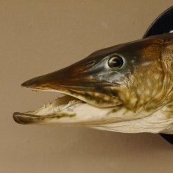 Hechtkopf Kopfpräparat Kopf Raubfisch Fisch offene Kiemen Trophäenschild 60.1.4.16