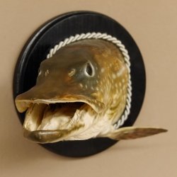 Hechtkopf Kopfpräparat Kopf Raubfisch Fisch offene Kiemen Trophäenschild 60.1.4.16