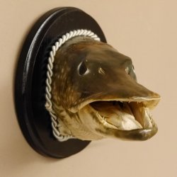 Hechtkopf Kopfpräparat Kopf Raubfisch Fisch offene Kiemen Trophäenschild 60.1.4.16
