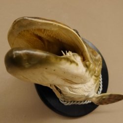 Hechtkopf Kopfpräparat Kopf Raubfisch Fisch offene Kiemen Trophäenschild 60.1.4.16