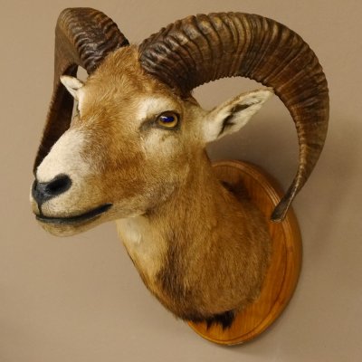 Mufflon (Ovis gmelini musimon) Präparat HL 50 cm Kopf Schulter Haupt Trophäenschild 85.12.82