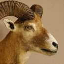 Mufflon (Ovis gmelini musimon) Präparat HL 50 cm Kopf Schulter Haupt Trophäenschild 85.12.82