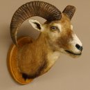 Mufflon (Ovis gmelini musimon) Präparat HL 50 cm Kopf Schulter Haupt Trophäenschild 85.12.82