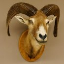Mufflon (Ovis gmelini musimon) Präparat HL 50 cm Kopf Schulter Haupt Trophäenschild 85.12.82