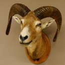 Mufflon (Ovis gmelini musimon) Präparat HL 50 cm Kopf Schulter Haupt Trophäenschild 85.12.82