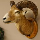 Mufflon (Ovis gmelini musimon) Präparat HL 50 cm Kopf Schulter Haupt Trophäenschild 85.12.82