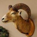 Mufflon (Ovis gmelini musimon) Präparat HL 50 cm Kopf Schulter Haupt Trophäenschild 85.12.82
