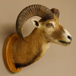Mufflon (Ovis gmelini musimon) Präparat HL 50 cm Kopf Schulter Haupt Trophäenschild 85.12.82