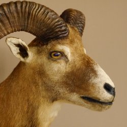Mufflon (Ovis gmelini musimon) Präparat HL 50 cm Kopf Schulter Haupt Trophäenschild 85.12.82