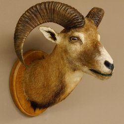 Mufflon (Ovis gmelini musimon) Präparat HL 50 cm Kopf Schulter Haupt Trophäenschild 85.12.82