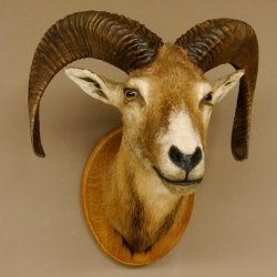 Mufflon (Ovis gmelini musimon) Präparat HL 50 cm Kopf Schulter Haupt Trophäenschild 85.12.82