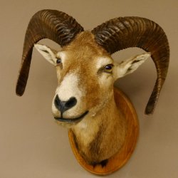 Mufflon (Ovis gmelini musimon) Präparat HL 50 cm Kopf Schulter Haupt Trophäenschild 85.12.82