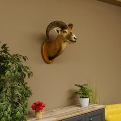 Mufflon (Ovis gmelini musimon) Präparat HL 50 cm Kopf Schulter Haupt Trophäenschild 85.12.82