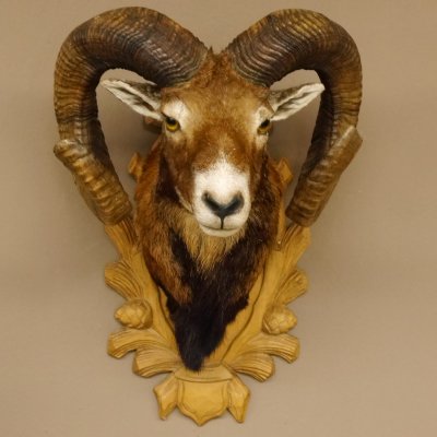 Mufflon (Ovis gmelini musimon) kapitales Präparat HL 88 cm Kopf Schulter Haupt Trophäenschild 85.12.83
