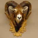 Mufflon (Ovis gmelini musimon) kapitales Präparat HL 88 cm Kopf Schulter Haupt Trophäenschild 85.12.83