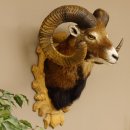 Mufflon (Ovis gmelini musimon) kapitales Präparat HL 88 cm Kopf Schulter Haupt Trophäenschild 85.12.83