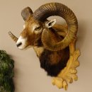 Mufflon (Ovis gmelini musimon) kapitales Präparat HL 88 cm Kopf Schulter Haupt Trophäenschild 85.12.83