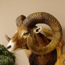 Mufflon (Ovis gmelini musimon) kapitales Präparat HL 88 cm Kopf Schulter Haupt Trophäenschild 85.12.83