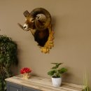 Mufflon (Ovis gmelini musimon) kapitales Präparat HL 88 cm Kopf Schulter Haupt Trophäenschild 85.12.83