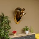 Mufflon (Ovis gmelini musimon) kapitales Präparat HL 88 cm Kopf Schulter Haupt Trophäenschild 85.12.83