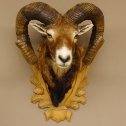 Mufflon (Ovis gmelini musimon) kapitales Präparat HL 88 cm Kopf Schulter Haupt Trophäenschild 85.12.83