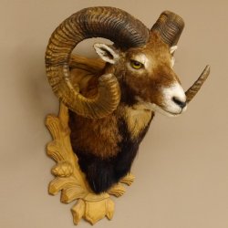 Mufflon (Ovis gmelini musimon) kapitales Präparat HL 88 cm Kopf Schulter Haupt Trophäenschild 85.12.83