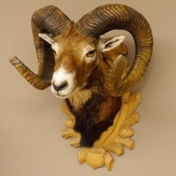 Mufflon (Ovis gmelini musimon) kapitales Präparat HL 88 cm Kopf Schulter Haupt Trophäenschild 85.12.83