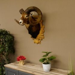 Mufflon (Ovis gmelini musimon) kapitales Präparat HL 88 cm Kopf Schulter Haupt Trophäenschild 85.12.83