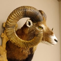 Mufflon (Ovis gmelini musimon) kapitales Präparat HL 88 cm Kopf Schulter Haupt Trophäenschild 85.12.83