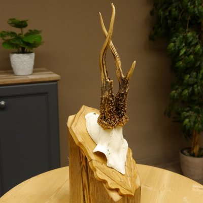 Rehgeweih Reh Korallenbock Gehörn Bock Rehgehörn Geweih Trophäenschild 609.77