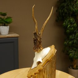 Rehgeweih Reh Korallenbock Gehörn Bock Rehgehörn Geweih Trophäenschild 609.77