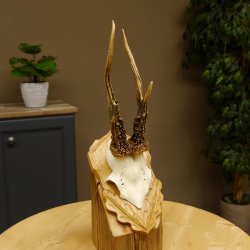Rehgeweih Reh Korallenbock Gehörn Bock Rehgehörn Geweih Trophäenschild 609.77
