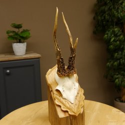 Rehgeweih Reh Korallenbock Gehörn Bock Rehgehörn Geweih Trophäenschild 609.77