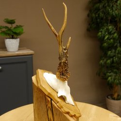 Rehgeweih Reh Korallenbock Gehörn Bock Rehgehörn Geweih Trophäenschild 609.77