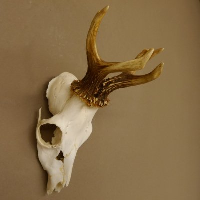 Rehbock Rehgeweih Gewicht 239 g Reh Bock Geweih 604.166