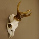 Rehbock Rehgeweih Gewicht 239 g Reh Bock Geweih 604.166