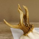 Rehbock Rehgeweih Gewicht 239 g Reh Bock Geweih 604.166