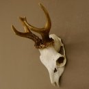 Rehbock Rehgeweih Gewicht 239 g Reh Bock Geweih 604.166