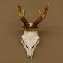 Rehbock Rehgeweih Gewicht 239 g Reh Bock Geweih 604.166