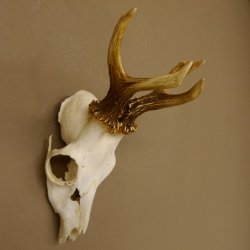 Rehbock Rehgeweih Gewicht 239 g Reh Bock Geweih 604.166