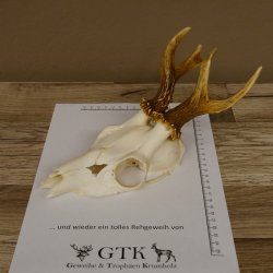 Rehbock Rehgeweih Gewicht 239 g Reh Bock Geweih 604.166