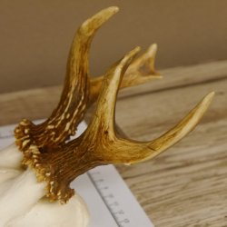 Rehbock Rehgeweih Gewicht 239 g Reh Bock Geweih 604.166