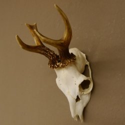 Rehbock Rehgeweih Gewicht 239 g Reh Bock Geweih 604.166