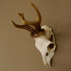 Rehbock Rehgeweih Gewicht 239 g Reh Bock Geweih 604.166