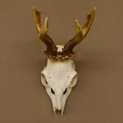 Rehbock Rehgeweih Gewicht 239 g Reh Bock Geweih 604.166