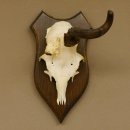 Rehbock abnormes Rehgeweih Reh Bock Geweih auf Trophäenschild 604.169