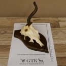 Rehbock abnormes Rehgeweih Reh Bock Geweih auf Trophäenschild 604.169