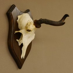 Rehbock abnormes Rehgeweih Reh Bock Geweih auf Trophäenschild 604.169