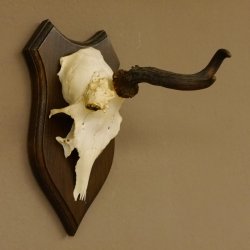 Rehbock abnormes Rehgeweih Reh Bock Geweih auf Trophäenschild 604.169